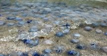 Stire din Social : Invazie de meduze, la malul mării. "Nu sunt periculoase pentru oameni, dar afectează ecosistemul!"