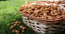 Stire din Sănătate : Migdalele consumate în exces pot deveni periculoase pentru sănătate