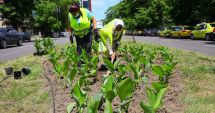 Stire din Social : Mii de flori, plantate în Constanța.  Sesizați dacă vedeți persoane care le rup!