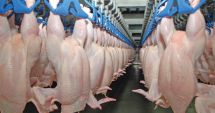 Stire din Economie : Ministerul Agriculturii se contrează cu presa pe tema prețurilor la carne și ouă