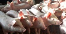 Ministrul Agriculturii vine cu precizări pentru crescătorii de porci