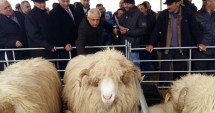 Stire din Fun : Ministrul Daea a luat  primele măsuri: regulament  de funcționare al stânelor
