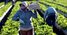 Stire din Social : Joburi în străinătate.  Bucătarii și culegătorii  de zmeură, la mare căutare