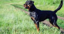Stire din Eveniment : Pericol public! Patru dosare penale din cauza rottweiler-ului pe care-l creşte