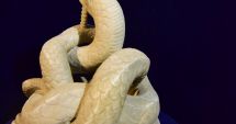 Stire din Cultură-Educație : Şarpele Glykon va fi expus la Muzeul de Arheologie din Madrid