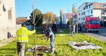 Stire din Politică-Administrație : Primăria Năvodari a demarat o nouă acţiune de plantare de copaci în oraş