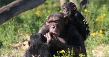 Stire din Social : Descoperire importantă! Ce metodă folosesc cimpanzeii pentru a-şi trata rănile