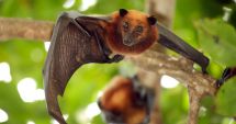 Stire din Actualitate : Nipah, virusul foarte periculos care se transmite de la lilieci. 10 oameni au murit deja!