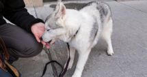 Stire din Actualitate : Un bărbat din SUA a rămas fără mâini și picioare după ce s-a lăsat lins de un câine