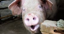 Stire din Economie : Specialiștii anunță noi focare de pestă porcină în ţară