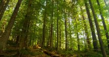 Noul Cod Silvic a fost adoptat de Senat și aduce o serie de schimbări importante pentru pădurile din țară