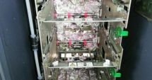 Stire din Actualitate : IMAGINEA ZILEI / Șobolanii au pătruns într-un bancomat și au ros toți banii