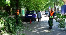Stire din Social : Nu vă mai parcați mașinile unde se toaletează copacii!
