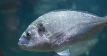 Stire din Social : Biologii din Constanța vor să aclimatizeze dorada la Marea Neagră