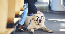 Stire din Social : Reguli stricte pentru transportul animalelor de companie în mijloacele CT BUS