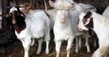 Stire din Economie : Eroii de la Oieria Palas