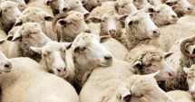 Stire din Actualitate : Peste 15.000 de oi s-au înecat după scufundarea unei nave în largul coastei sudaneze a Mării Roșii