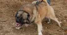 Stire din Eveniment : Haos la stână. Zeci de oi și capre sfâșiate de câini scăpați de sub control