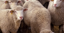 Stire din Social : A fost reluat exportul de ovine și bovine către Israel