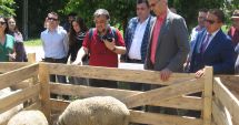 Stire din Economie : Oile crescătorilor din Dobrogea au intrat în atenția francezilor