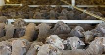 Stire din Economie : Veste bună pentru crescătorii de animale! Parlamentul european a votat o lege importantă pentru ei