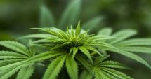 Stire din Actualitate : De ce vrea statul olandez să devină furnizor de marijuana pentru proprietarii de cafenele