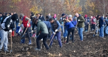 Stire din Social : Pădurea oamenilor întreprinzători.  20.000 de stejari brumării plantați de voluntari