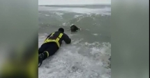 Stire din Eveniment : VIDEO / Operațiune emoționantă de salvare. Un câine a fost scos dintre sloiuri de un pompier