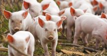 Ordinul privind numărul de porci ar opri activitatea ilegală a samsarilor