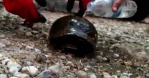 Imaginile zilei vin din Turcia. Pompierii au salvat o broască ţestoasă de sub cenuşă