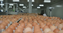 Stire din Actualitate : Ministrul Agriculturii din Germania, despre ouăle contaminate  din UE: "Este criminal!"