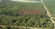 Stire din Actualitate : Record în materie de împăduriri