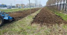 Stire din Social : Constănţenii vor avea o nouă pădure urbană, pe bulevardul Aurel Vlaicu
