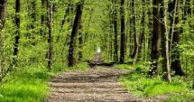 Stire din Social : Se schimbă Codul Silvic. Vești bune și pentru pasionații de plimbări prin pădure