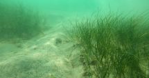 Stire din Social : Istorie pentru România! Pajiști de iarbă de mare și alge brune în Marea Neagră