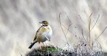 Stire din Social : Pasăre rară, siberiană, observată la Techirghiol