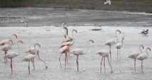 Ce frumuseţe! Păsări flamingo, pe lacurile din Constanţa