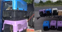 Stire din Eveniment : Transport suspect la frontieră. 47 de păsări exotice, descoperite într-un microbuz