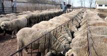 Stire din Eveniment : Patron iordanian ce făcea afaceri cu ovine, anchetat de Poliția Constanța