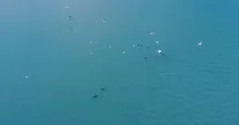 Stire din Social : Spectacol pe litoral! Delfini aproape de mal și pelicani pe Lacul Tăbăcărie