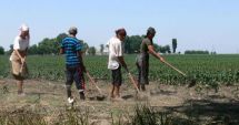 Stire din Economie : Pensiile din agricultură sunt foarte mici