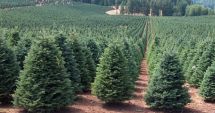 Romsilva scoate la vânzare peste 20 de mii de pomi de Crăciun. Ce prețuri vor avea brazii și molizii