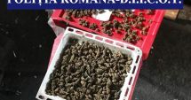 Stire din Eveniment : Percheziții în Techirghiol și Eforie, la o grupare de traficanți de droguri și de carne vie