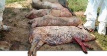 Stire din Economie : Pericolul pestei porcine necesită intervenția Guvernului