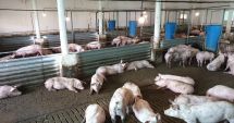 Stire din Economie : Perioada în care se pot depune cererile de plată pentru bunăstarea animalelor