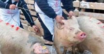 Stire din Actualitate : Focar de pestă porcină africană în comuna Corni