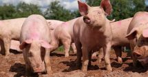 Stire din Social : Alertă sanitară, după ce mai mulţi porci au fost diagnosticaţi cu pestă porcină. Focarul a fost izolat
