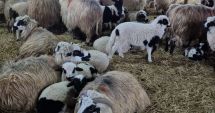 Stire din Social : Pesta micilor rumegătoare bagă administrațiile locale în faliment!