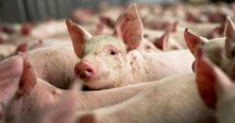 Stire din Social : Focar activ de pestă porcină africană în județul Constanța