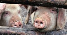 Stire din Social : Încă un focar de pestă porcină, confirmat!